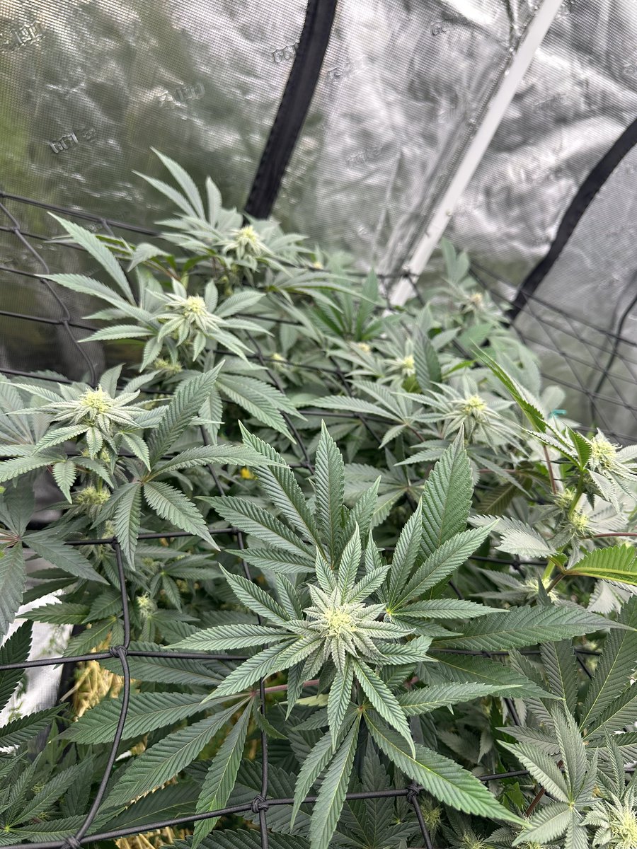 StickyGrams's tweet photo. Had to adjust the trellis around so it gave me an excuse to take some more pics
Some of them are so frosted up they’re starting to look silver from a distance. Day 25f
#GrowingMarijuana #Cannabis #Growmies #TropCherry https://t.co/rUdrP7sLyY