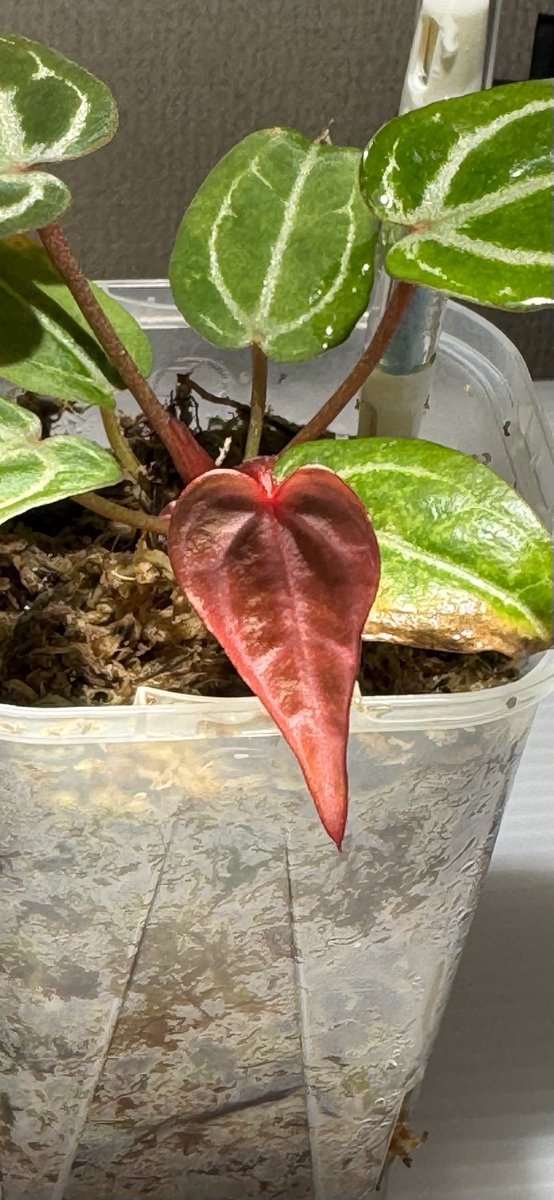 こちらも初出しです🙋‍♂️
Anthurium Michael × Zara F3
#アンスリウム  #アロイド　#観葉植物