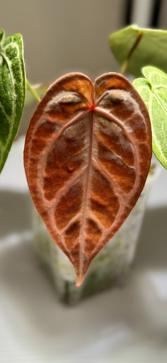 こちらも初出しになります🙋‍♂️
Anthurium Zara × Michael
ザラミ
#アンスリウム  #アロイド　#観葉植物