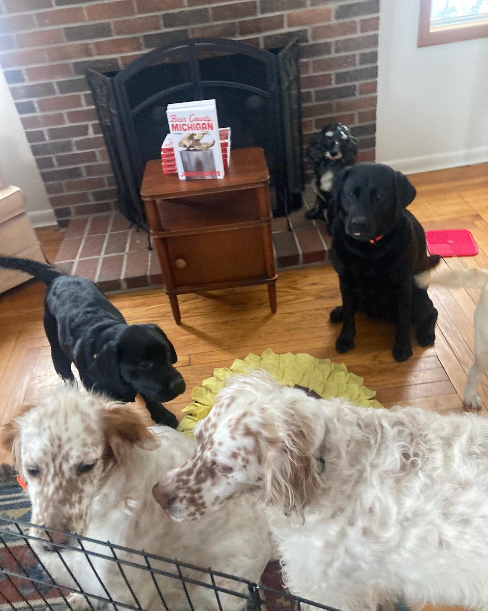 John_Counts's tweet photo. Today we officially release “Bear County, Michigan” into the world. I am celebrating quietly at home alone with five dogs —James, Ivy, Pepper, Charley and Cookie. https://t.co/3jfvhzhOLB