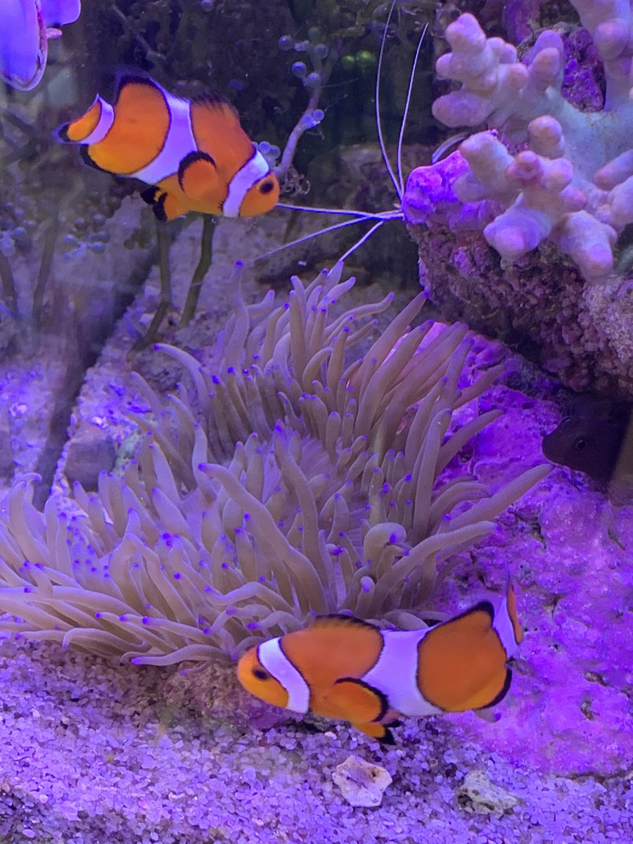 nasumamuru's tweet photo. きょうのベタ以外の様子
タコアシカタトサカのポリプが開かなくなって数日
表皮に茶色い膜が見られるのでたぶん脱皮だと思うんですけどちょっと心配 https://t.co/RKmTpHJSIO