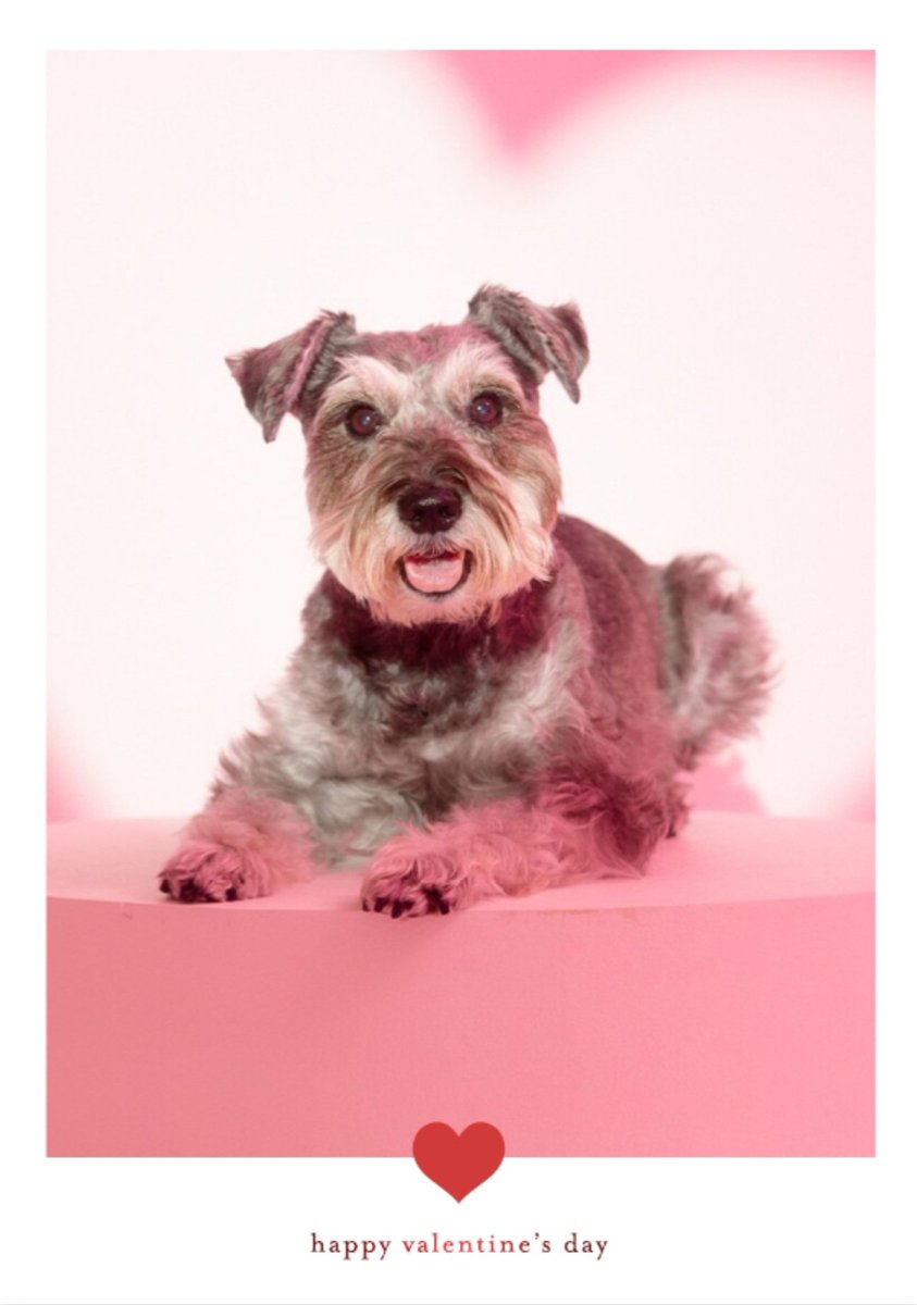 uantoinette's tweet photo. A day late but Valentine's, I'm yours. 
🤭❌️⭕️♥️💕 #ValentinesDay #avatheminischnauzer https://t.co/tYQfprVEip