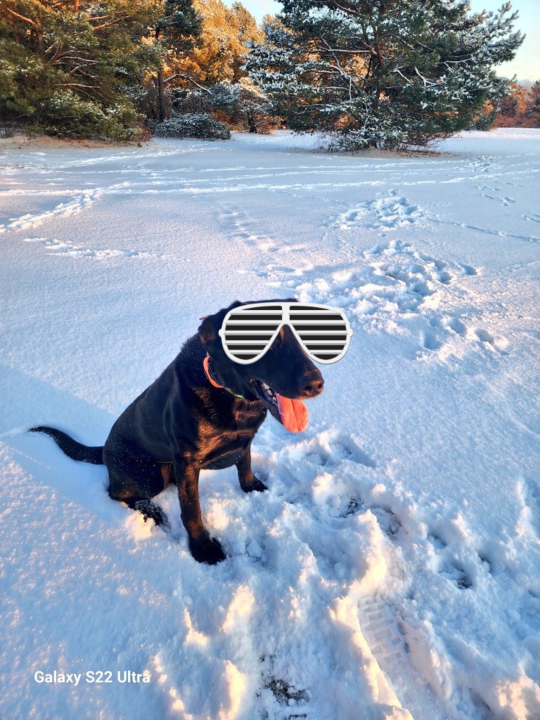 GoldretrieverUS's tweet image. 👇   Riiioooooooo!