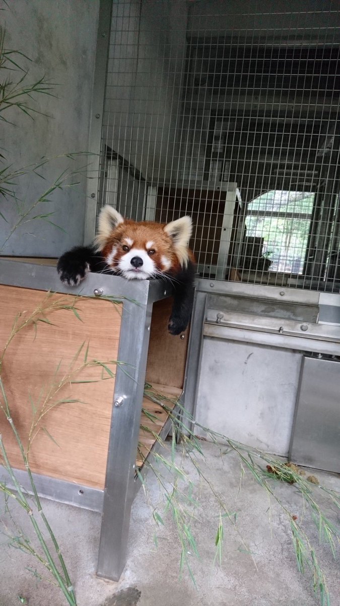 rakujyu_mishima's tweet photo. 【レッサーパンダ】
おはよう〜🥱
#レッサーパンダ #楽寿園 #動物 #動物園
#三島市 #三島市立公園楽寿園
#redpanda #lesserpanda #animal
#zoo #動物写真 #動物好きな人と繋がりたい #animalphotography #animalphoto
#animalphotos #zoophotography #instaanimal
#instaanimals #cuteanimals https://t.co/UHxm8t1bmK