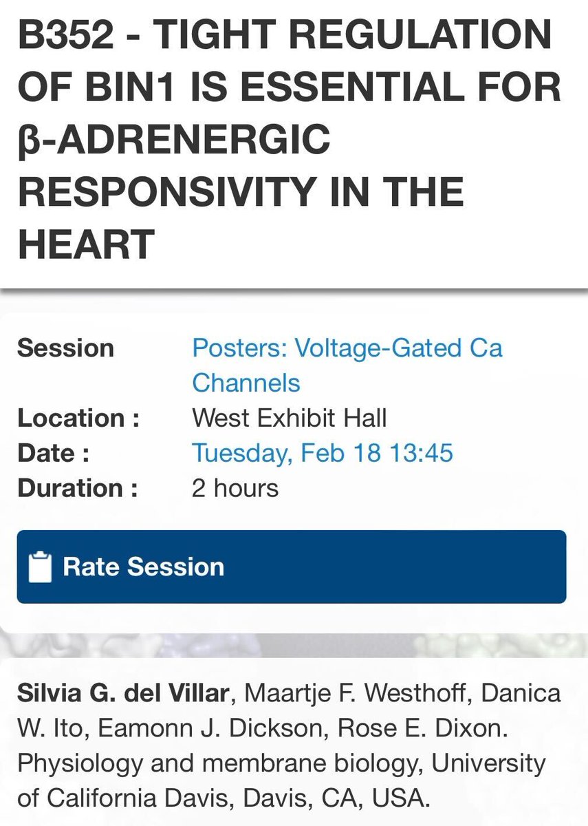 Silvia G. del Villar (@silviagarciadel) on Twitter photo I’ll be presenting my research at #BPS2025 in LA on BIN1’s role in EC coupling in the heart!
Come check out my poster on how BIN1 impacts Cav1.2 and RyR2 using super-resolution microscopy, electrophysiology, and calcium transients. <a href="/MaartjeWesthoff/">Maartje Westhoff</a> <a href="/RoseEDixon1/">Rose Dixon</a> <a href="/EamonnDickson/">Eamonn Dickson</a> I’ll be presenting my research at #BPS2025 in LA on BIN1’s role in EC coupling in the heart!
Come check out my poster on how BIN1 impacts Cav1.2 and RyR2 using super-resolution microscopy, electrophysiology, and calcium transients. <a href="/MaartjeWesthoff/">Maartje Westhoff</a> <a href="/RoseEDixon1/">Rose Dixon</a> <a href="/EamonnDickson/">Eamonn Dickson</a>