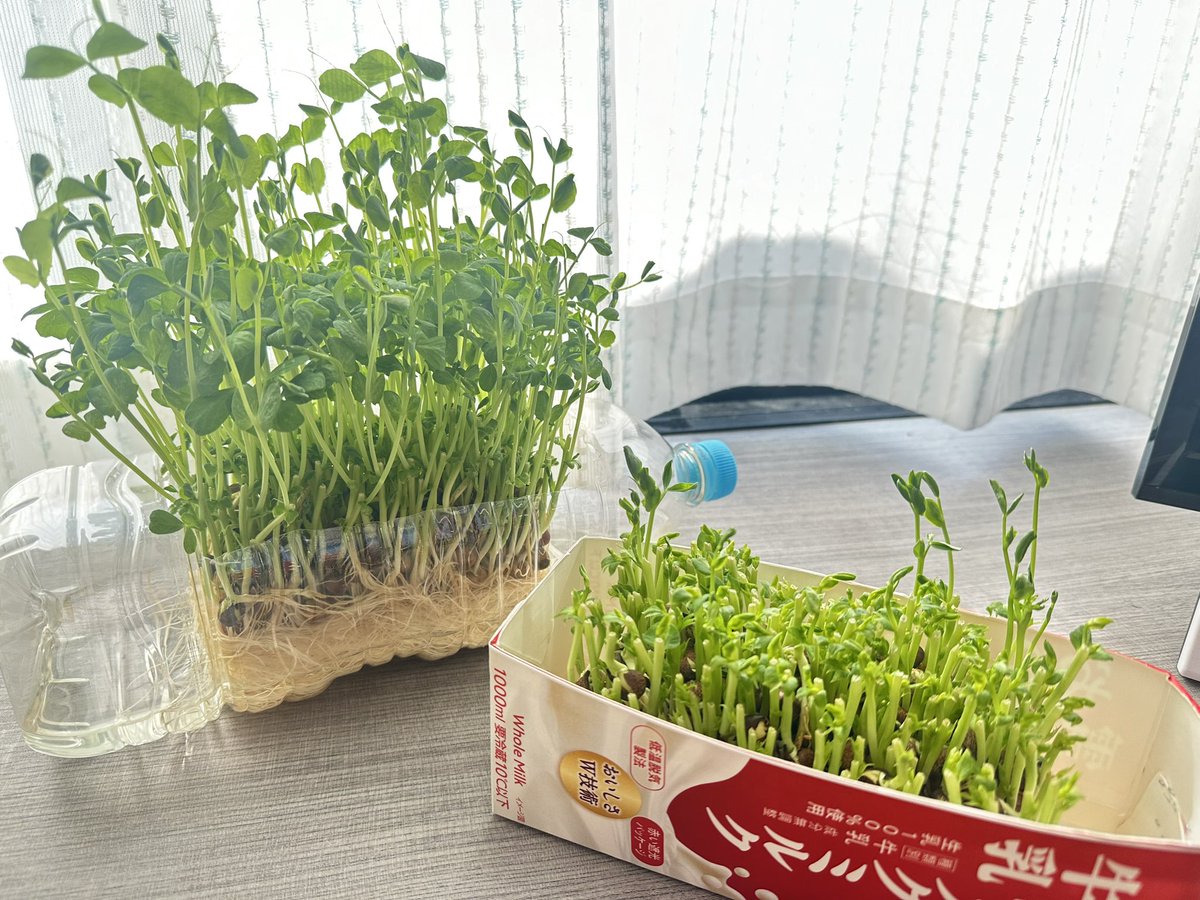 さいきんのおともらち🌱✨️