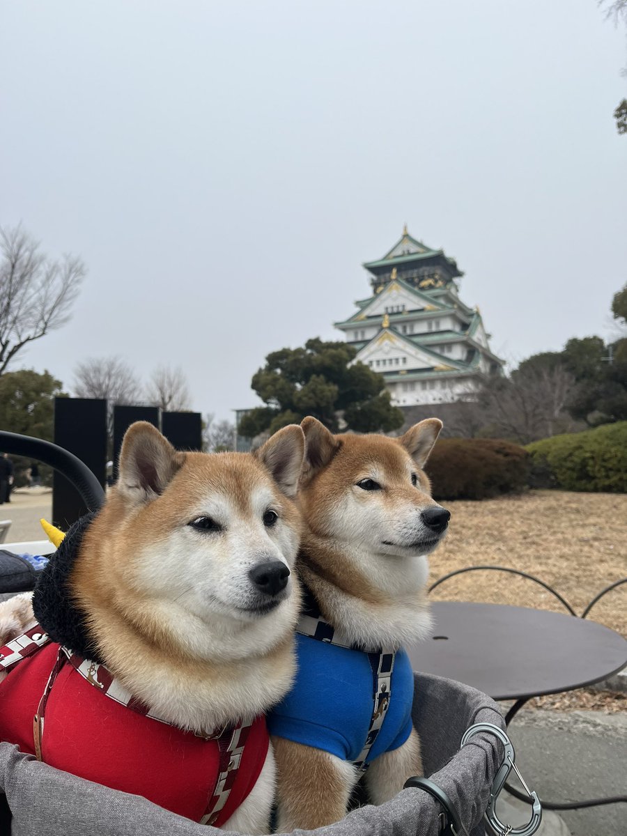 @Ducaduca柴犬御殿完成 tweet media