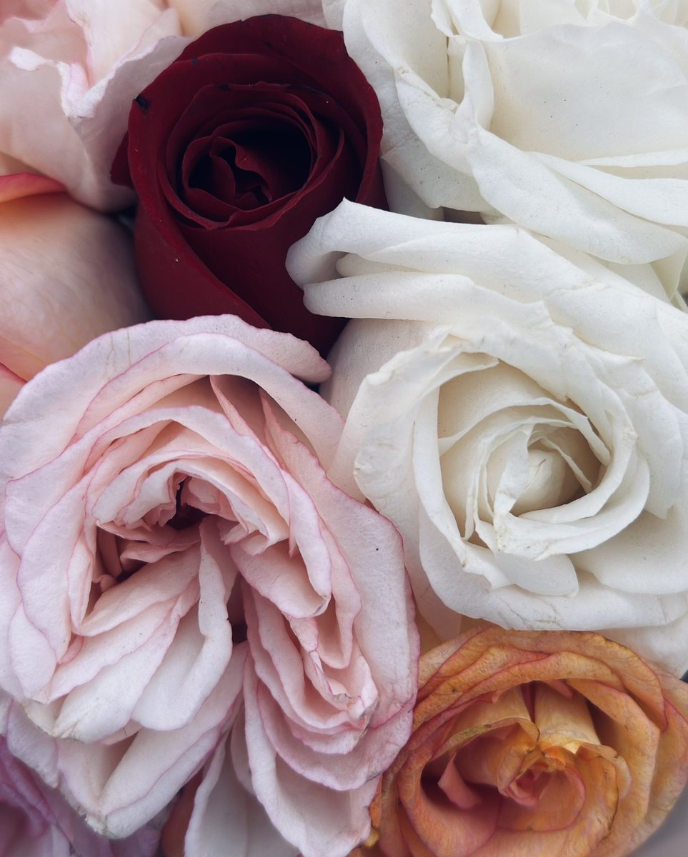 💃🏻❤️Gm Gm fam, Happy Sunday❤️💃🏻

🎊🎉🥳SOLD OUT🥳🎉🎊
🎊🎉🥳SOLD OUT🥳🎉🎊
🎊🎉🥳SOLD OUT🥳🎉🎊

Huge thanks you to our dear friend <a href="/canvas_zi_nft/">canvaŝ</a> for collecting the last edition of “Rose Garden” and always supporting us🥹❤️🫂😘