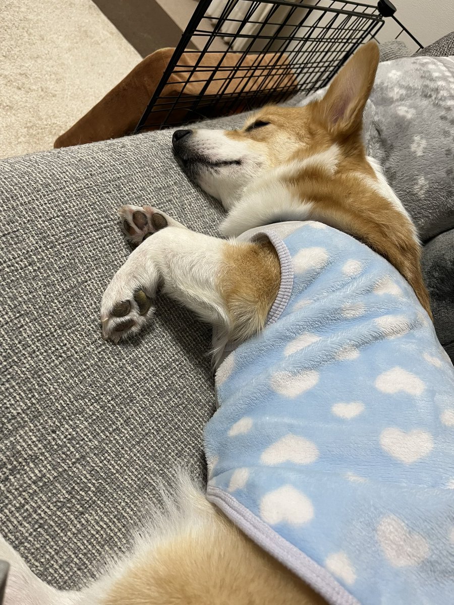 お昼寝中💤

＃コーギー 
＃コーギーのいる暮らし
