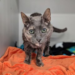 Whiskey, Whiskey with a heart of gold 
wants an angel to take her into their fold! 
Yes, this grandma has a problem or two
but will be better in #NewYork with you!  
Pledges too will fill the bill
&amp; help with rescue so say you will! 
Tag <a href="/sachikoko/">Renee' Martin</a> with pledges!  
VERY URGENT! 🙏