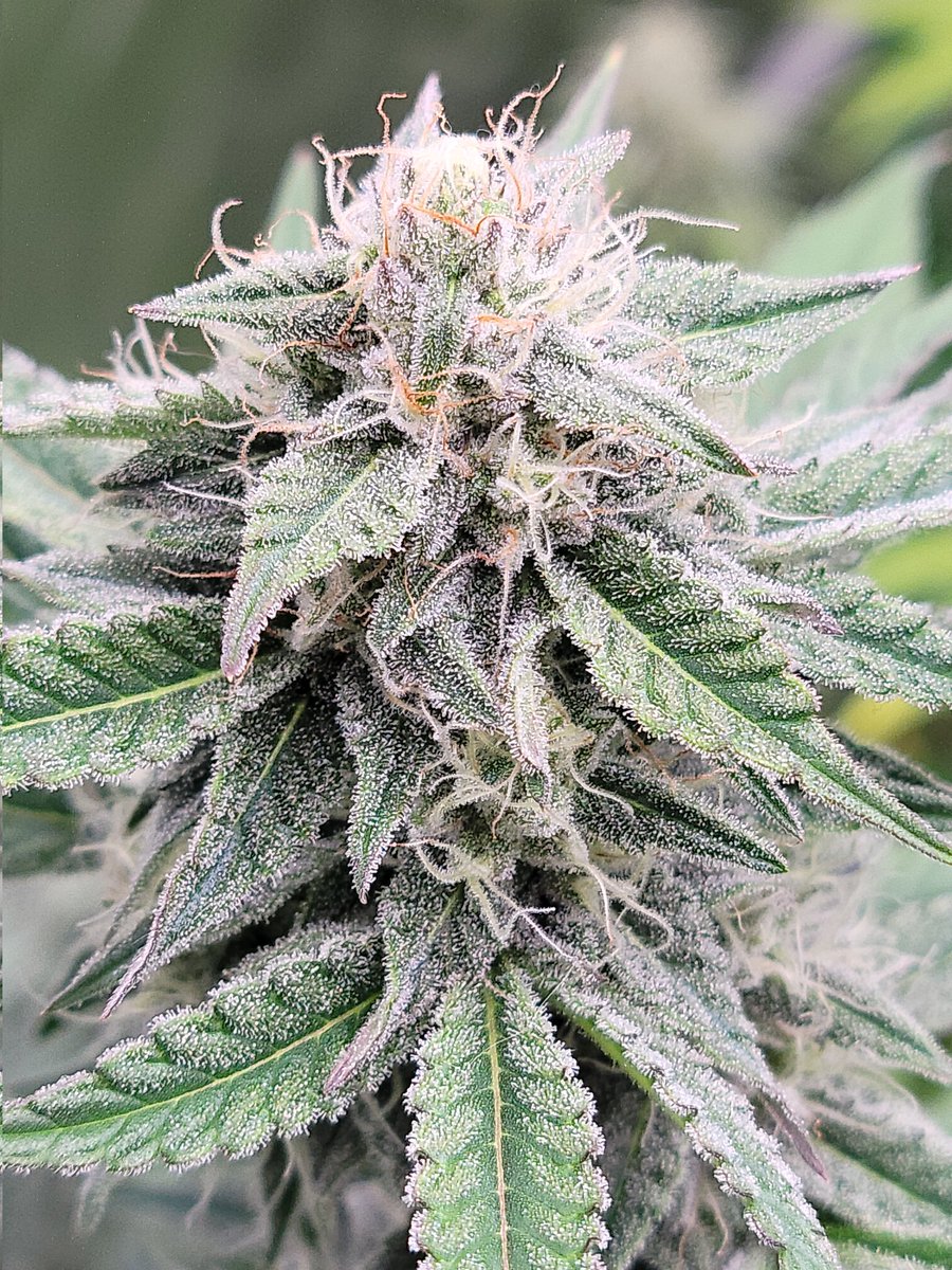 ❌❌❌DeeJay❌❌❌ (@deejay420666) on Twitter photo Blue Powerverse from <a href="/NightOwlSeeds/">Night Owl Seeds</a> Owlentines is happening if you wanna stop by and grab something. Blue Powerverse from <a href="/NightOwlSeeds/">Night Owl Seeds</a> Owlentines is happening if you wanna stop by and grab something.