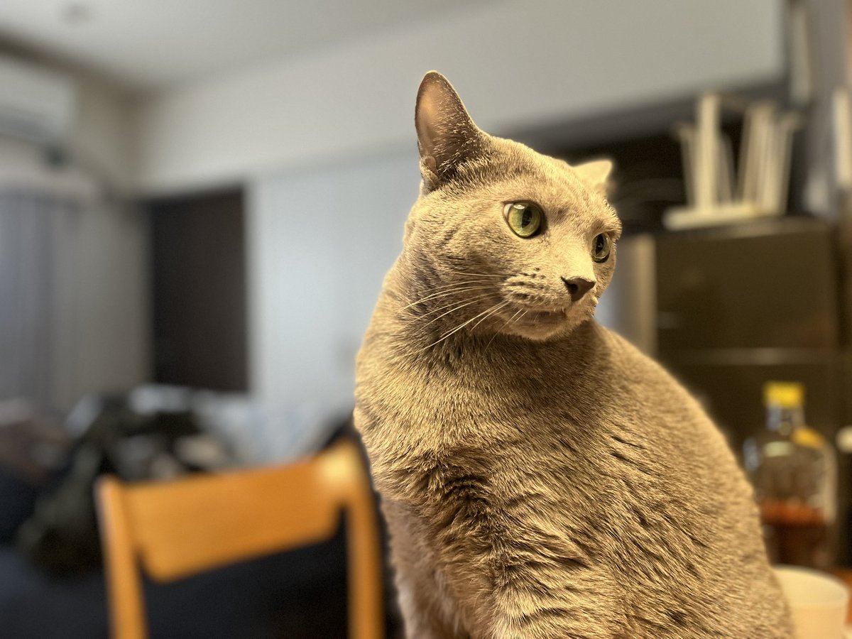 ねっこネコです🐈‍⬛

#RussianBlue
#ロシアンブルー