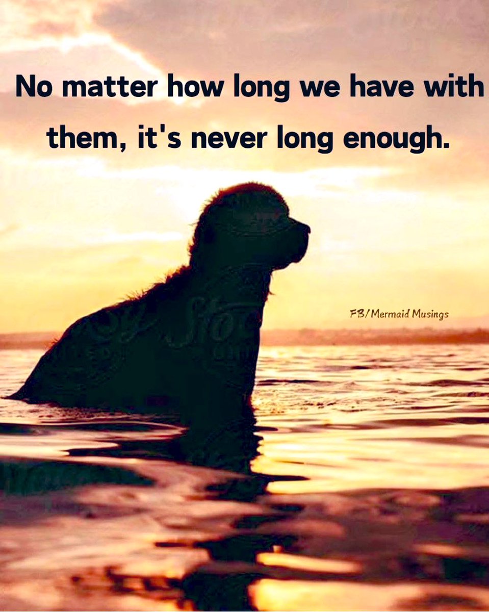 Gary Hensel (@gary_hensel) on Twitter photo #Dogs 🐶 #Dogs 🐶