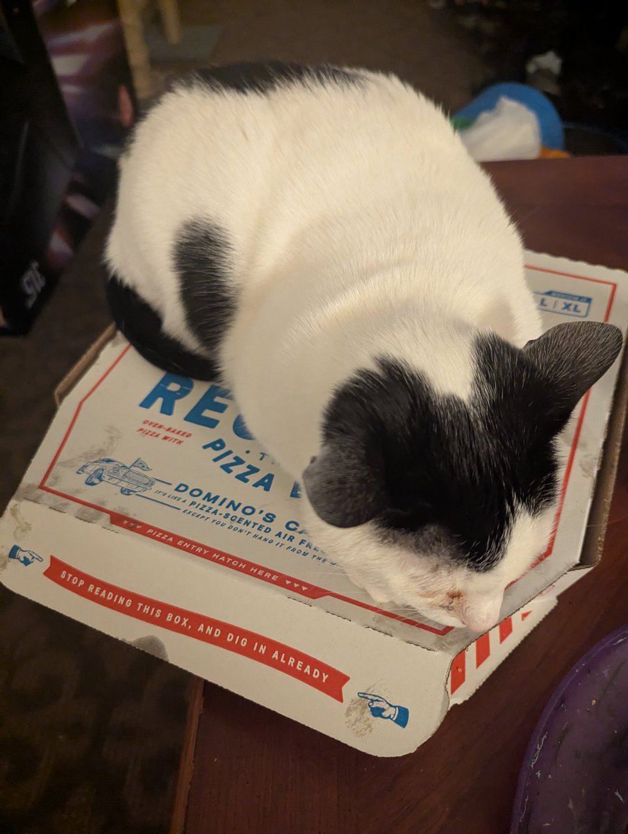 The only problem with getting <a href="/dominos/">Domino's Pizza</a> is my cat thinks is a heading pad.