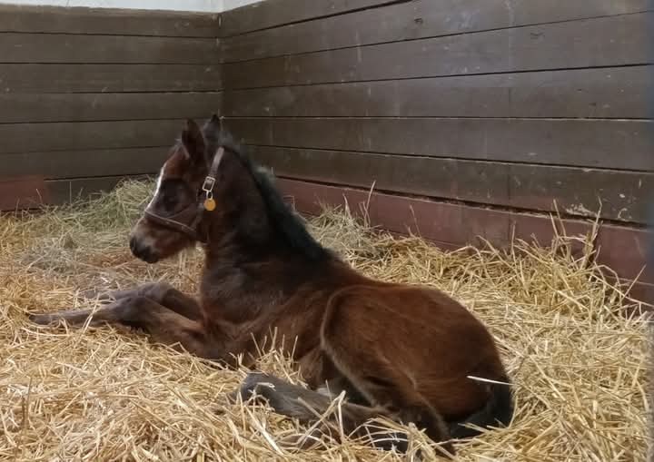 War Horse Place tweet media