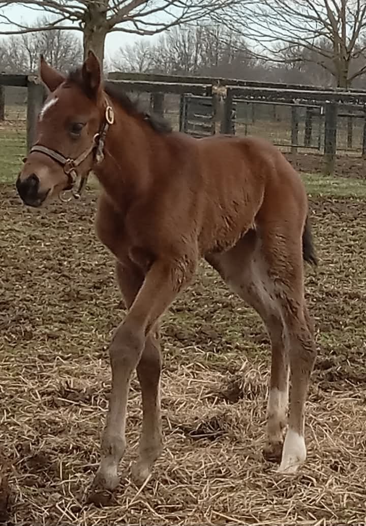 War Horse Place tweet media