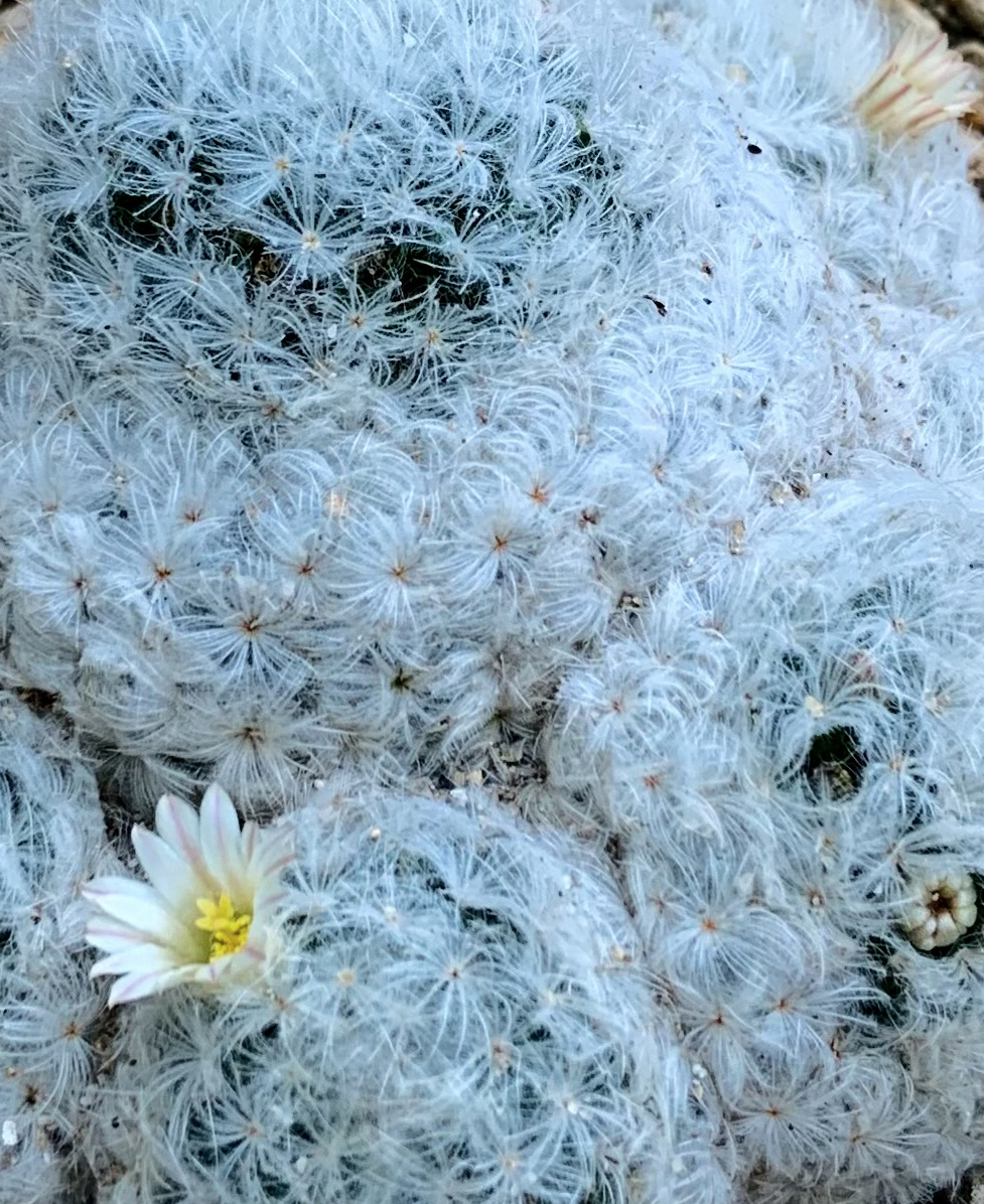 Writing and photography have something in common, don't they? I shot these photos at Gardens by The Bay, and, at once, the thing of writing a novel came to my mind - you create a layout (plot), and then you zoom in...🤔