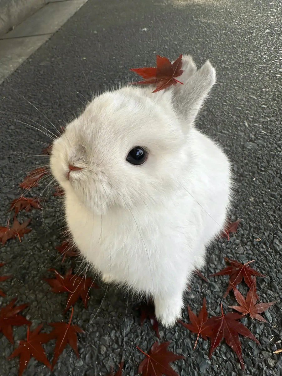 Why you should have a rabbit (@shouldhaverabit) on Twitter photo 