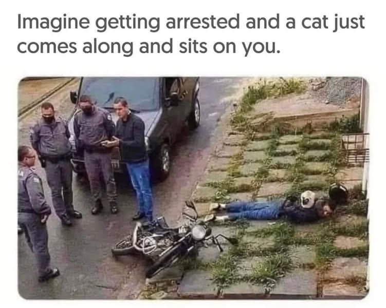 14. Cat: Suspect secured. He is not going anywhere