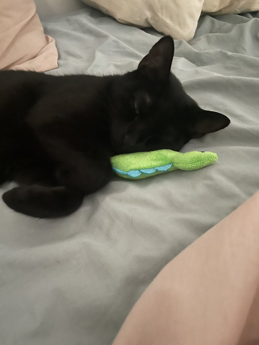 Going live soon with solo q. Opening some 151 packs at 3pm AEST + here’s my cat.