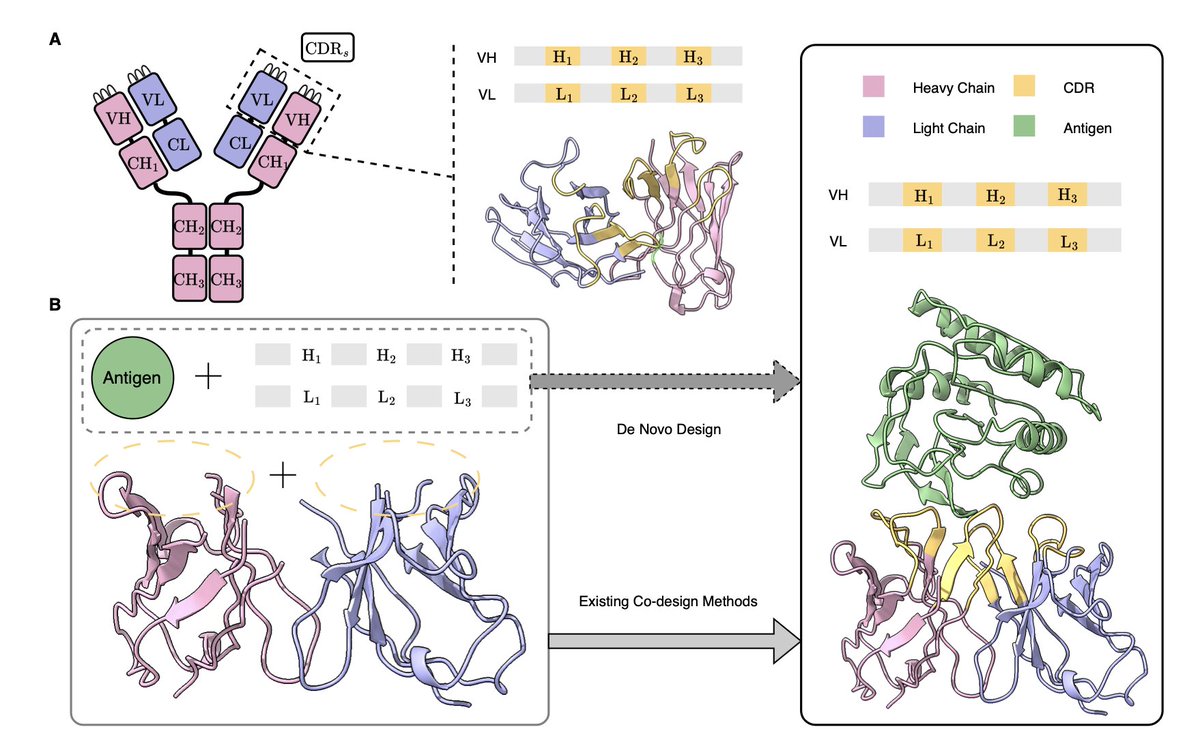 IgGM: A Generative Model for Functional Antibody and Nanobody Design

1/ IgGM is a novel generative model designed to facilitate the de novo design of antibodies and nanobodies with functional specificity, focusing on their ability to bind specific antigens. This model uniquely