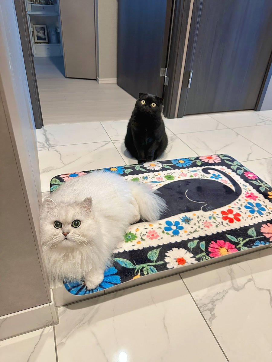 玄関開けたら秒で猫…(ΦωΦ)ｱﾊｧ…