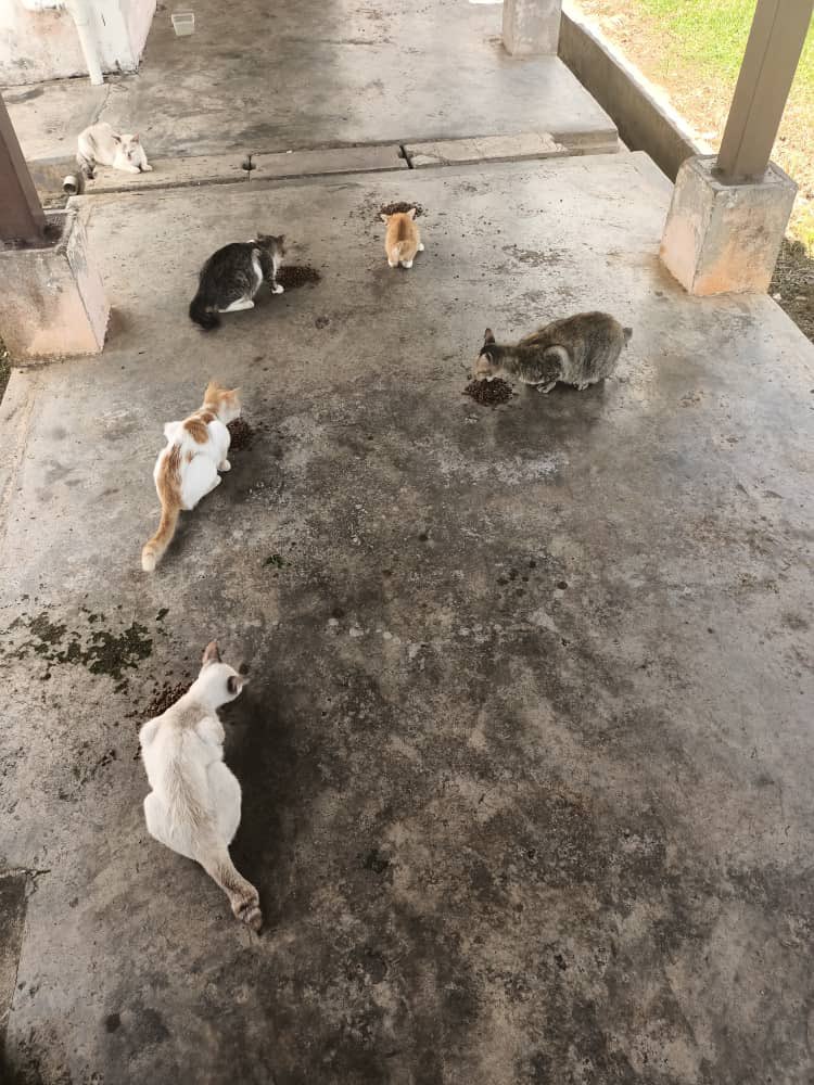 Salam &amp; Selamat Sejahtera 

Update Bulus UUM

Utk makluman mkanan diagihkan &amp;  dibantu oleh sukarelawan

Dukacitanya ada bil tertunggak yg perlu dijelaskan. Kami dgn rendah hati memohon bantuan 🙏🏼

Bekalan mkanan sedia ada utk tempoh 7-10 hari

Sy MERAYU BANTUAN RT🙏🏼😭🙏🏼😭