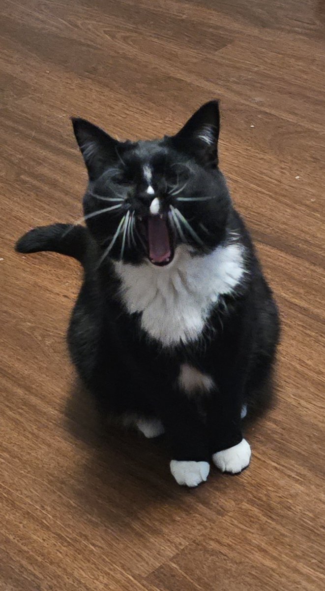 Same, Floki. Same.