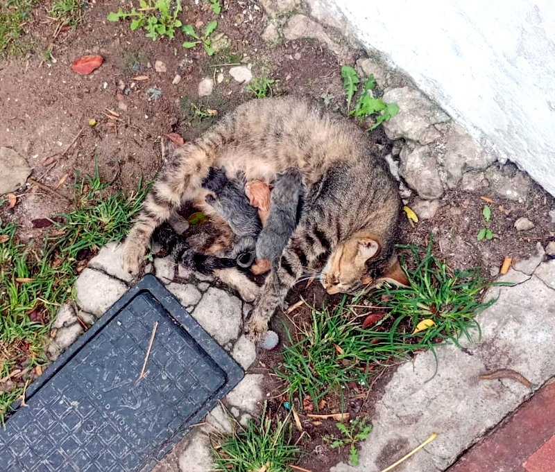 DeGatitos_'s tweet photo. #FloripaFDG
La pobrecita se ve que no llegó a buscar un buen escondite, un lugar seguro donde esconderse
Quizás ni sabía lo que le estaba pasando, quizás era "su primera vez"
Empezó con el parto, y se echo ahí, en la vereda y los fue teniendo, uno por uno, inconsciente⬇️🧵 https://t.co/miNmWs6A0O