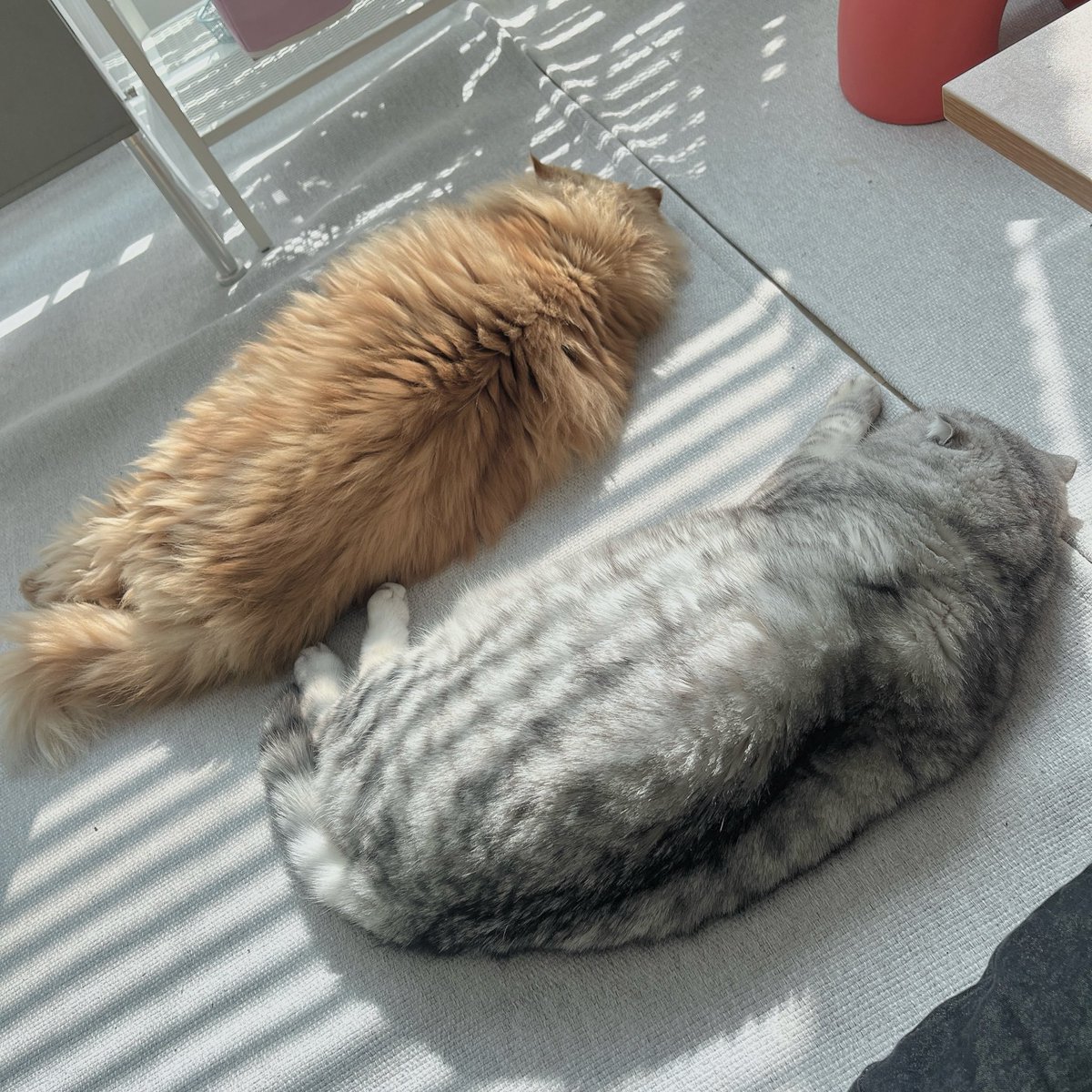 동북맘 tweet media