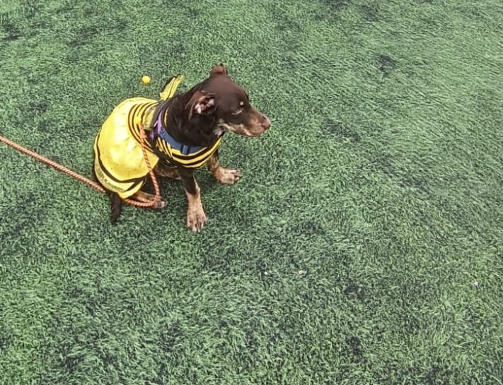 HeMa_RB's tweet photo. @DiloConPerritos La culpable con su vestido amarillo de abejita https://t.co/EKM1FIHl8H