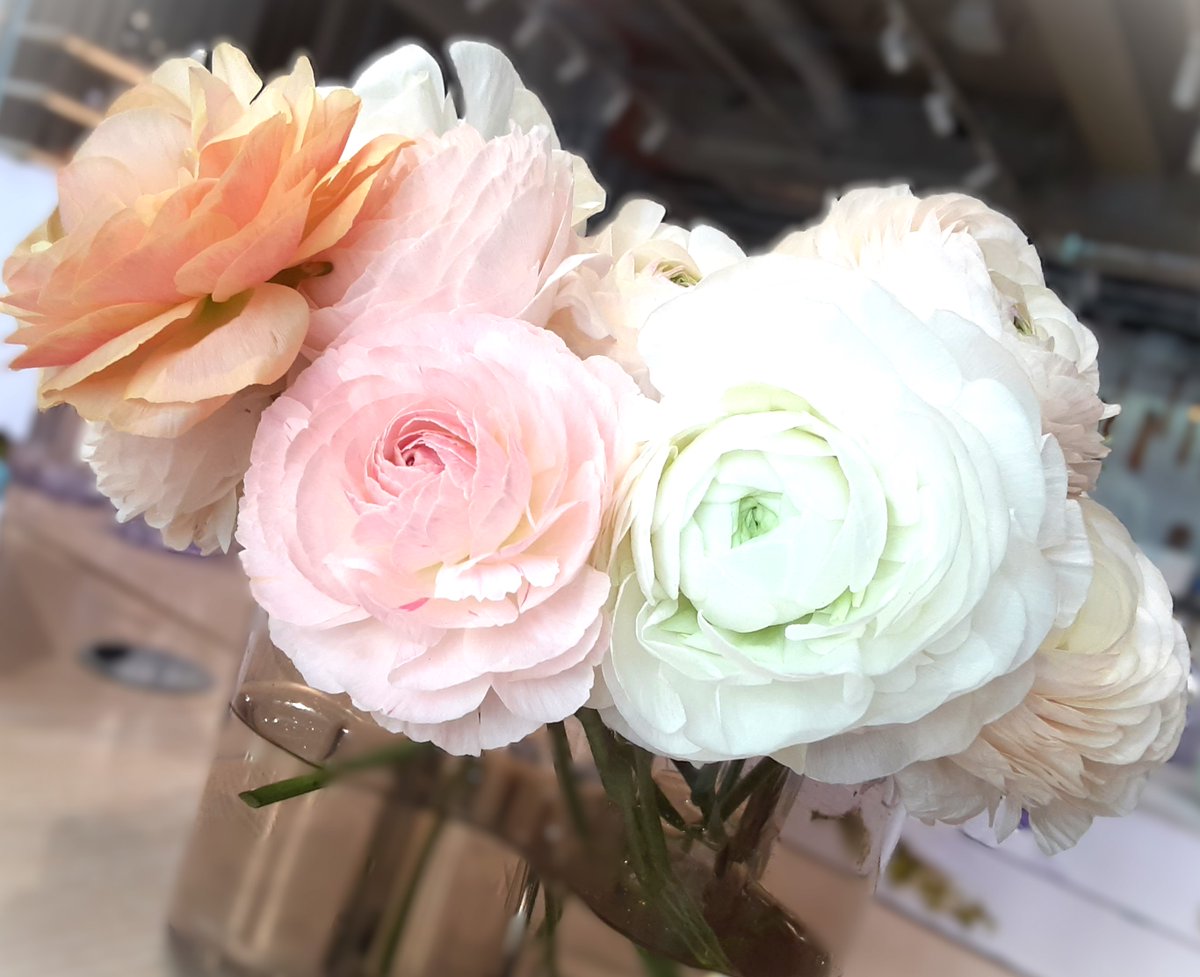 24時間限定値下げ　 ロリポップ　2020 イッタラ 24時間限定値下げ ロリポップ 2020 イッタラ 24時間限定値下げiittala