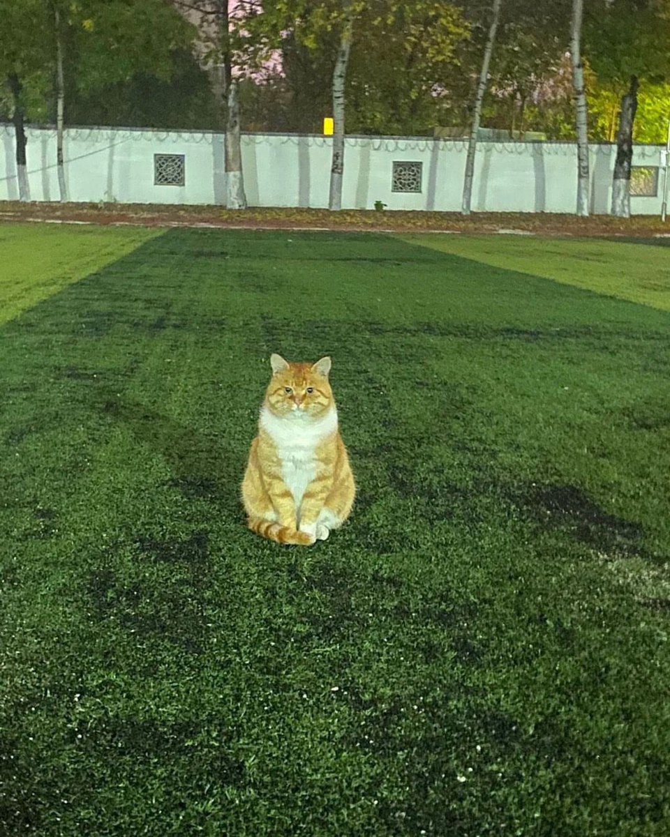 PunchingCat's tweet photo. he’s just a chill guy https://t.co/ivd6qszAVT