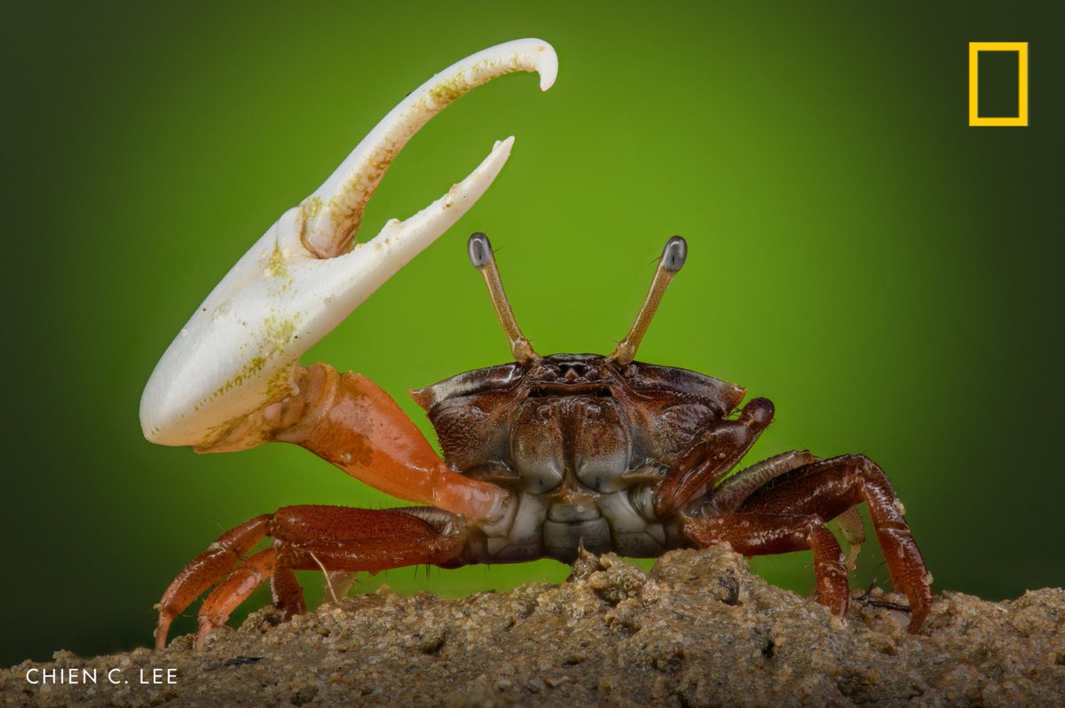 Oversized claws are all the rage in the fiddler crab community—males use them to defend their homes and ward off their rivals 💪See more of this crab and its mighty claw in season 2 of #ARealBugsLife, inspired by <a href="/Pixar/">Pixar</a>'s A Bug's Life, now streaming on <a href="/DisneyPlus/">Disney+</a>!