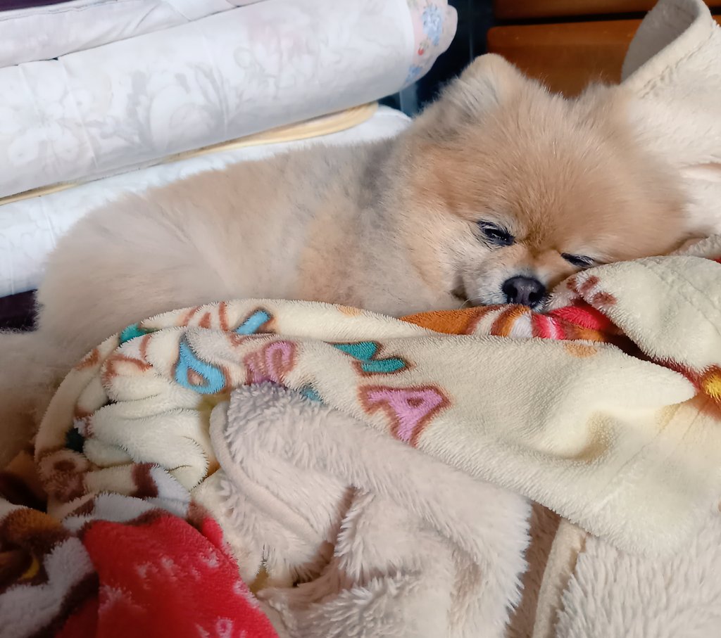 毛布に埋もれてお昼寝😪
気持ちいいね😊

#ポメラニアン