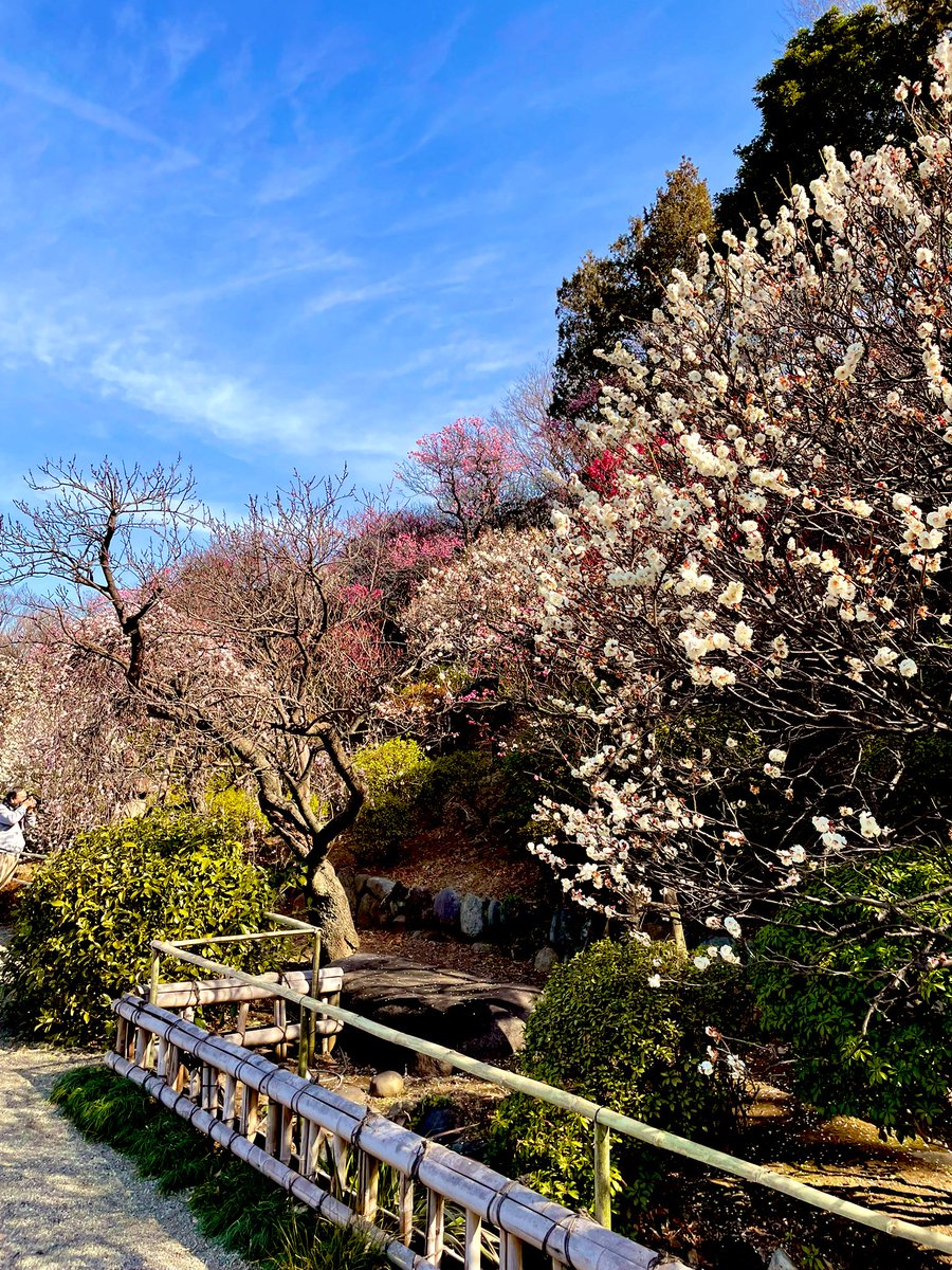 ぽかぽか陽気に誘われて、
梅園にお散歩🌸✨
歩いていると暑くなるくらい💦🤗