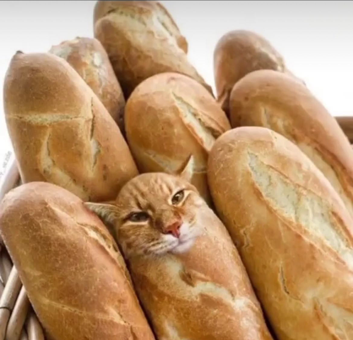 Punch Cat (@punchingcat) on Twitter photo 