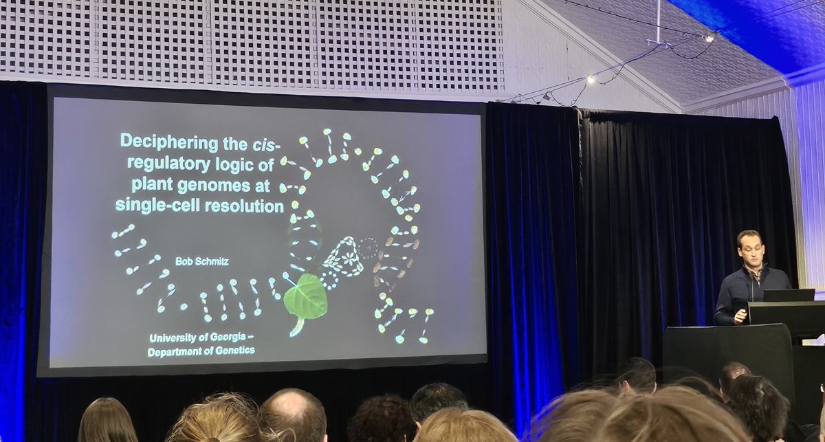 Lim Chee Liew 刘玲志 (@limcheeliew) on Twitter photo Kicking off the Lorne Genome Conference <a href="/GenomeConf/">LorneGenomeConferenc</a> with an incredible talk by <a href="/Schmitz_Lab/">Bob Schmitz</a> on cell type-specific cis-regulatory elements in plants! Kicking off the Lorne Genome Conference <a href="/GenomeConf/">LorneGenomeConferenc</a> with an incredible talk by <a href="/Schmitz_Lab/">Bob Schmitz</a> on cell type-specific cis-regulatory elements in plants!