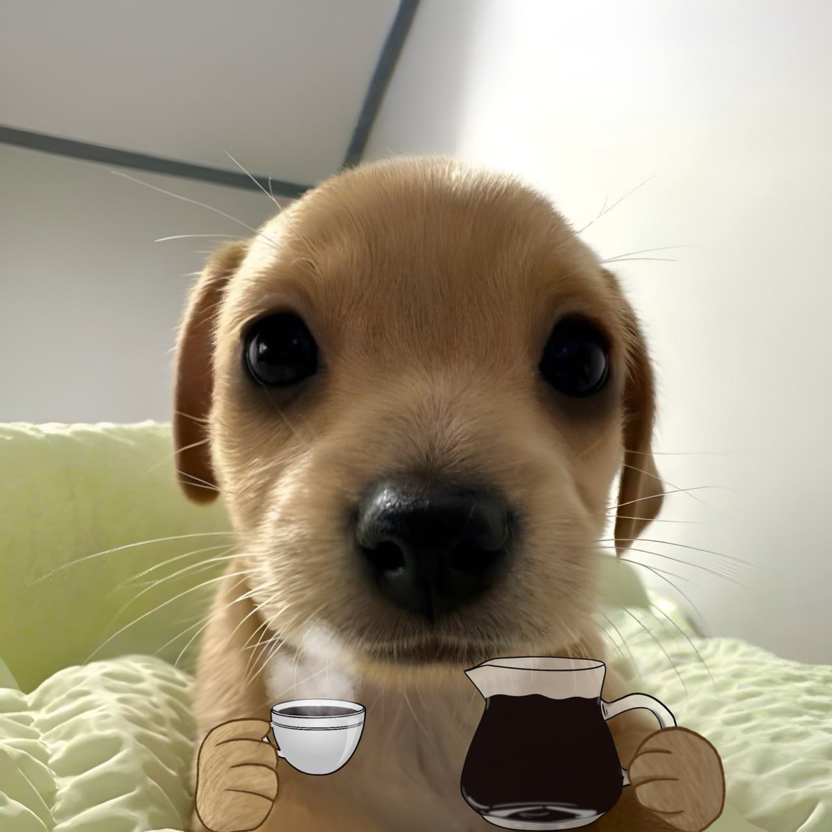 billycoin4ever's tweet image. gm billys