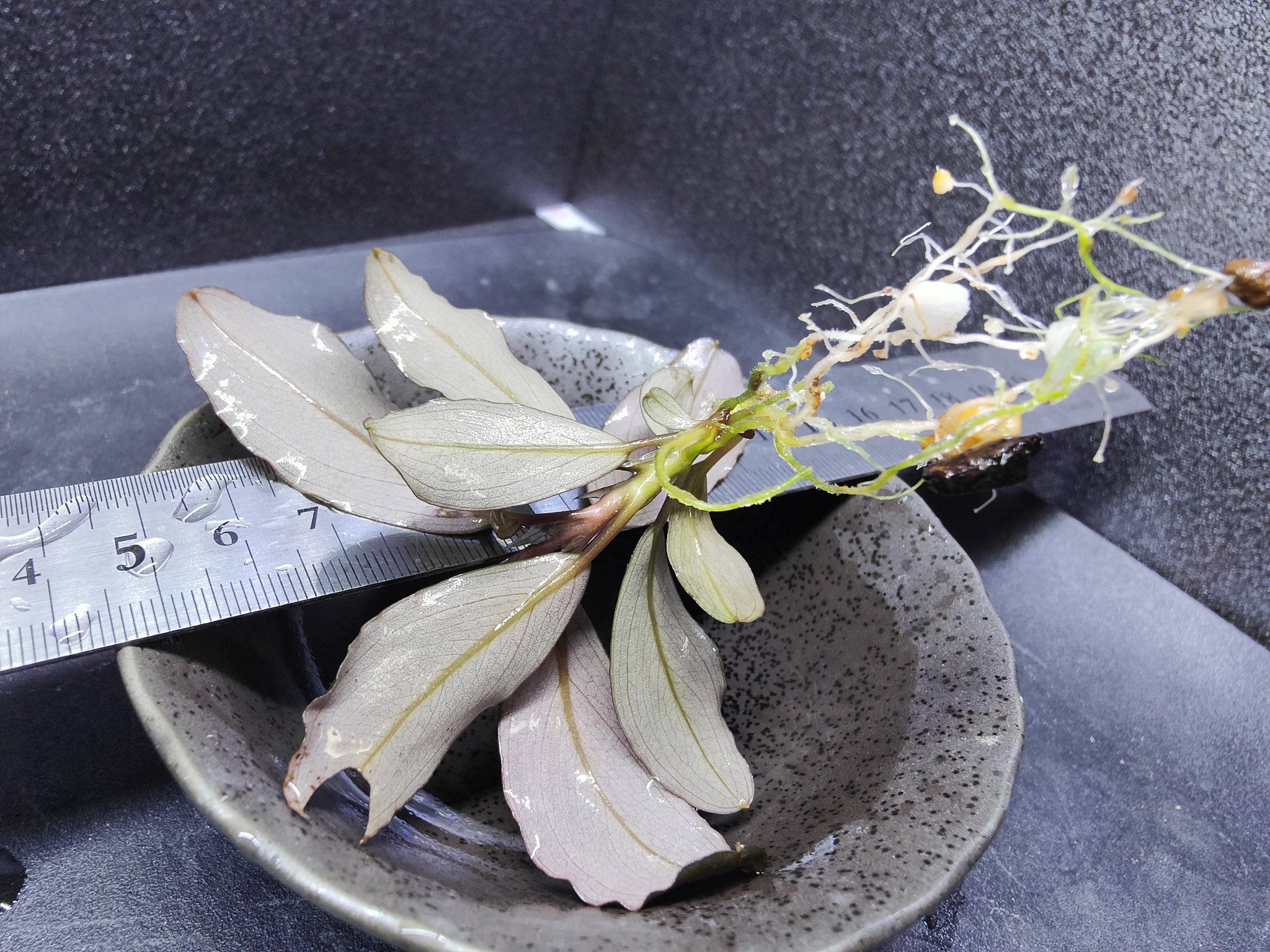 BUCEPHALANDRA for ポンコツ商店 キボーデコ (@kiboudeko) / X