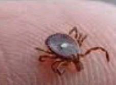 حكام العرب وابواقهم صاروا 
مثل الحشرة قرادة الاغنام التي لا ترعي ولا تتيح الفرصة لان ترعي الغنم بل تؤذي الغنم وتعضه وتشرب دمه! 
حكامنا المتسلطون علينا لايقاومون اعدائنا اليهود والنصاري والوثنيين ولا يتركون الحركات الاسلامية تقاوم
🤔