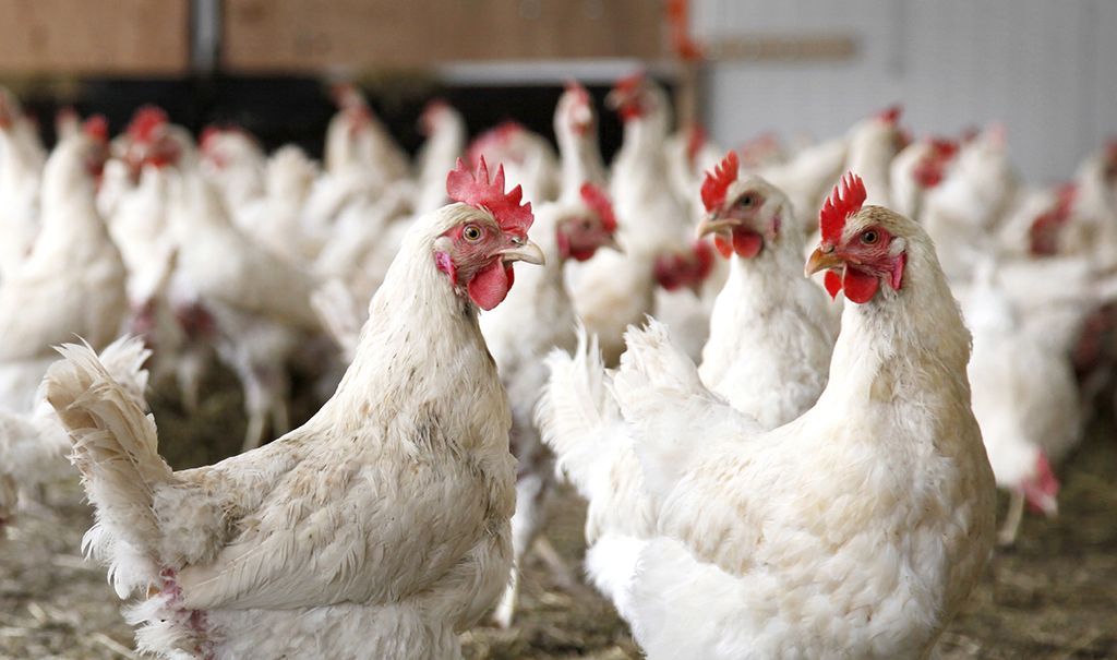 IndianTechGuide's tweet photo. 🚨 Avoid consuming undercooked chicken as a precautionary measure amid the ongoing Guillain-Barre Syndrome (GBS) outbreak in India. https://t.co/aiB5qWuq2B