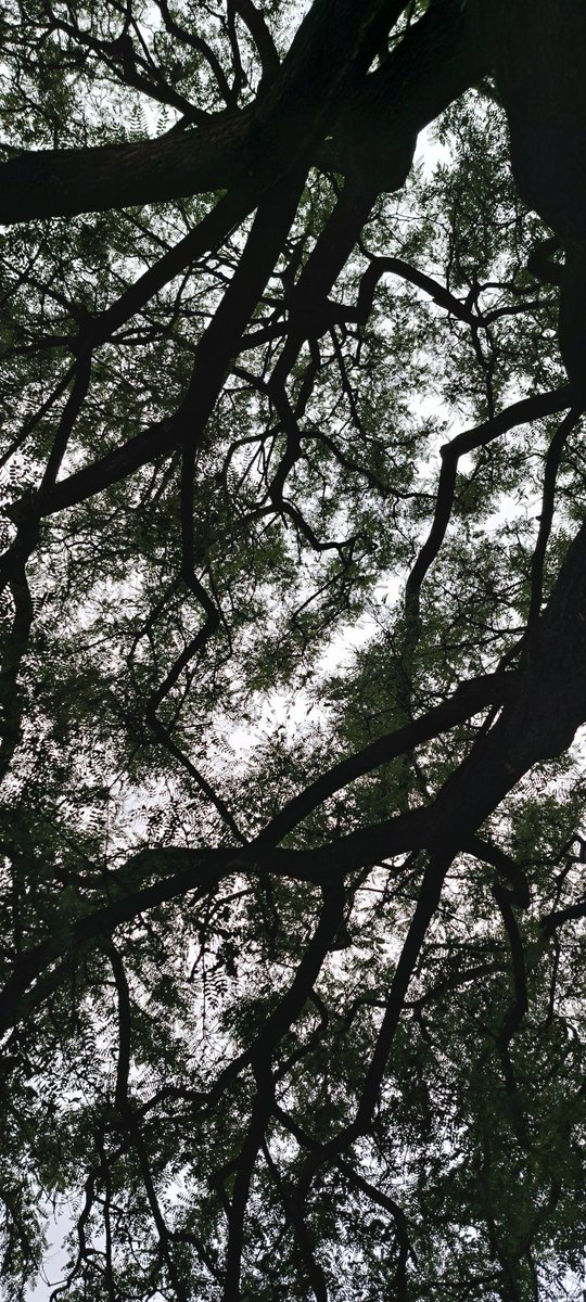imarque48767314's tweet photo. @readyred68 🌳 https://t.co/IB6mAmf5AI
