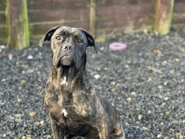 Ada, 11mths Cane Corso, kind &amp; sensitive. Dog friendly 

Needs home with: 
🐶large breed experience 
🐶adults only/with older kids
🐶patience, offering positive training &amp; reassurance
🐶calm, well-mannered dog

greenacresrescue.org.uk/find-a-pet/dog…

#k9hour #rehomehour #TeamZay #Pembrokeshire
