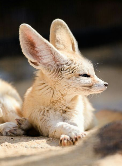 Fun Fact: Fennecs can go their entire lives without drinking water! They get all the moisture they need from the food they eat, such as insects, fruits, and small rodents. Their kidneys are highly efficient at conserving water.

#fennec #crypto #cto