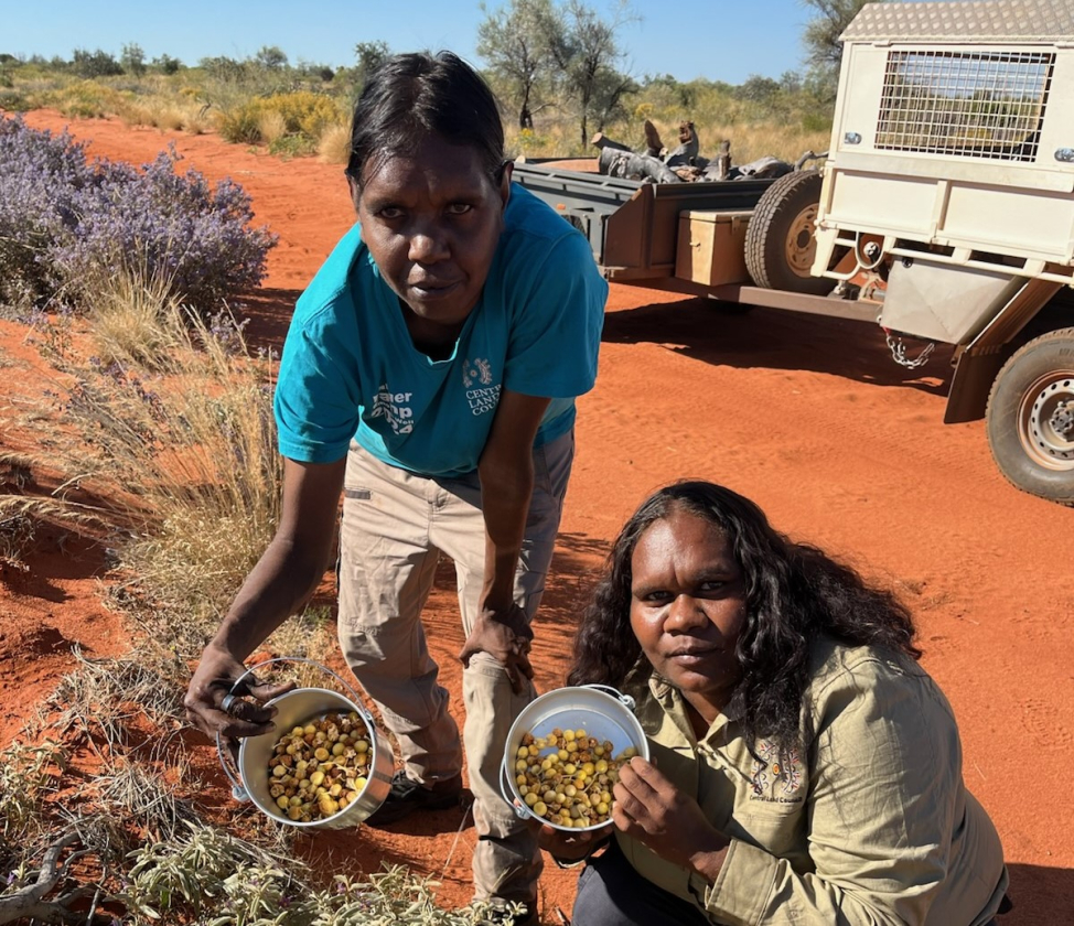 Big things are happening in Kintore! 🌟

From a humble garden shed to a state-of-the-art facility, the Walungurru Rangers are getting a game-changing new hub!

Full story 👉🏾 bit.ly/42QPkuA

📷 Central Land Council