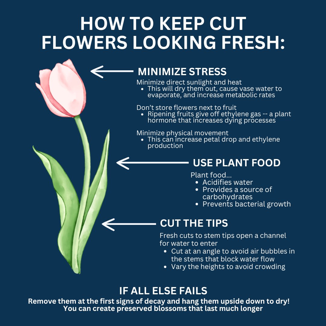 Want to keep your lovely cut Valentine’s Day flowers looking fresh? 💐Here’s how! 

Read the full article here: mcgill.ca/x/iku