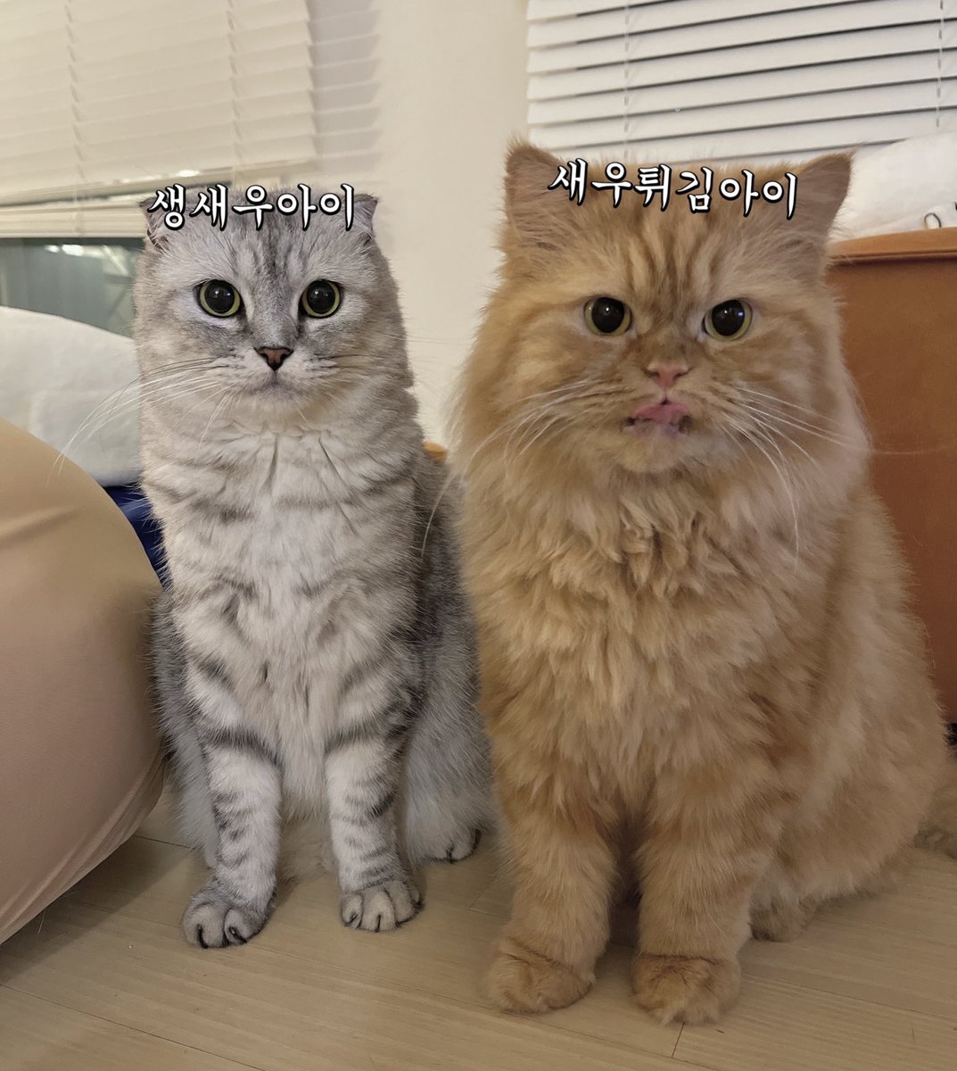 동북맘 (@eastnorthmom) on Twitter photo 