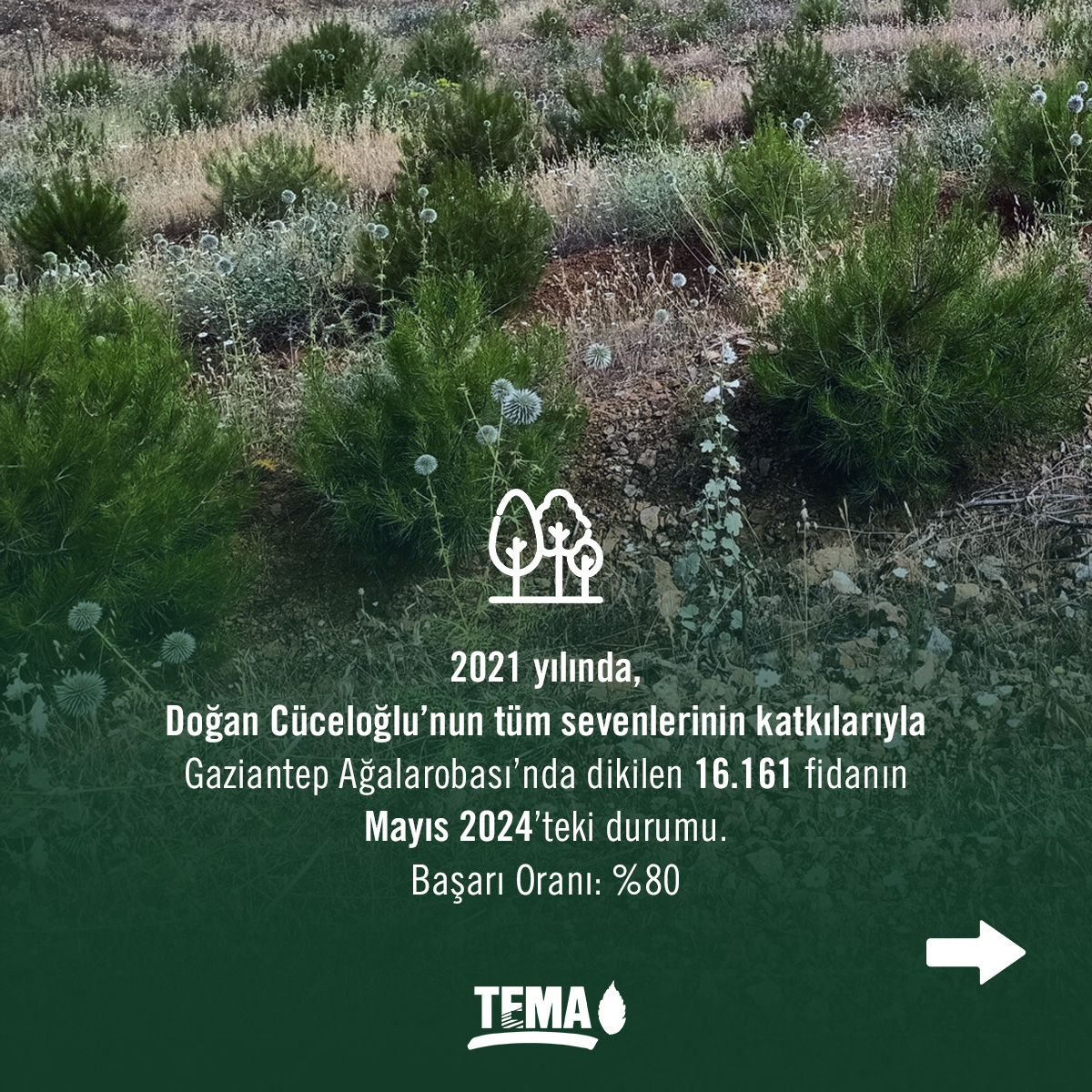 Ülkemizin önemli değerlerinden, psikolog, yazar ve gönüllümüz olan Doğan Cüceloğlu’nu vefatının dördüncü yılında rahmet ve büyük bir özlemle anıyoruz.

Onun sevgi, farkındalık ve iyilik dolu öğretilerini yaşatmak için 36.161 fidanla oluşturulan 3 hatıra ormanı, doğaya ve geleceğe