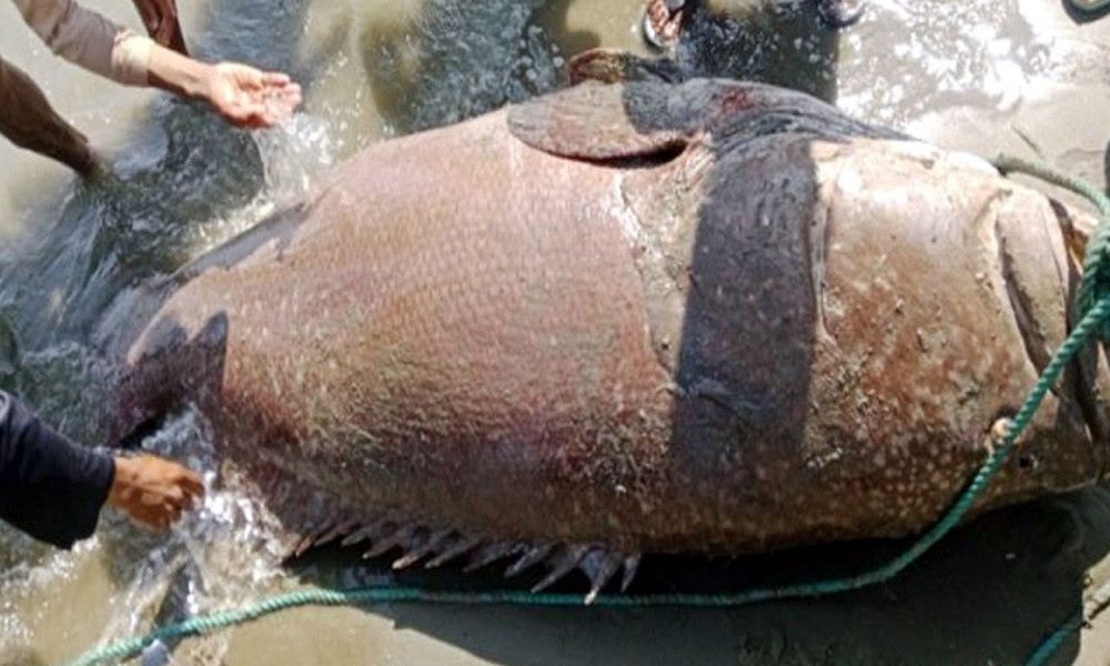 টেকনাফে ধরা পড়ল ১৯৪ কেজি ওজনের কোরাল